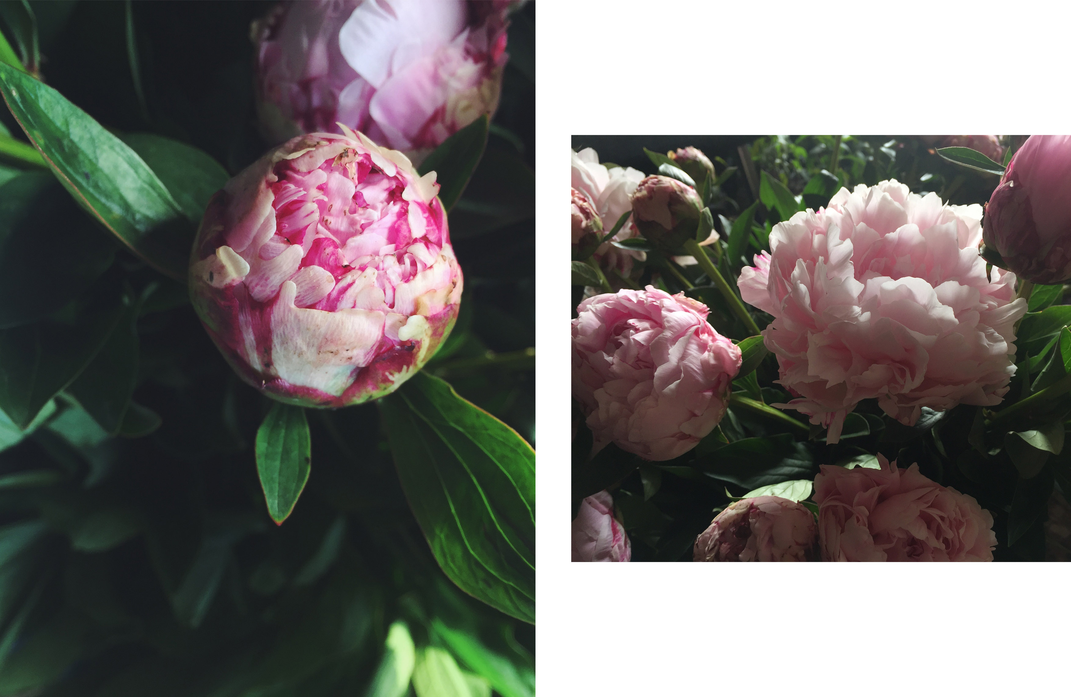 peony3